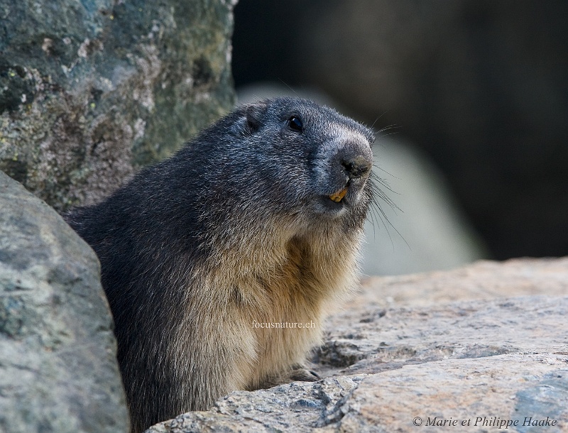 Marmotte 4603_wm.jpg - Toujours aussi curieuses, les marmottes! (Grimentz, Valais, Suisse, septembre 2009)